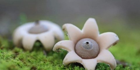 Mala zvijezda (mala): fotografija i opis